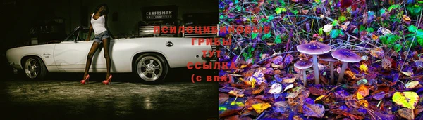 крисы Горняк