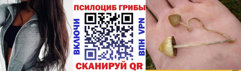 shop клад  Чебоксары  Галлюциногенные грибы Psilocybe 